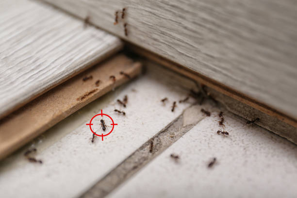 Best Affordable Pest Control Services  in Kibler, AR
