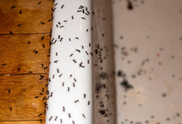 Best Pest Control Near Me  in Kibler, AR