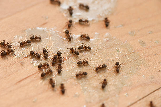 Best Pest Control Near Me in Kibler, AR